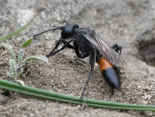 Podalonia hirsuta